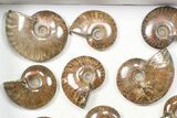 Lot: kg Iridescent, Red Flash Ammonites (-) - Pieces #82470-3